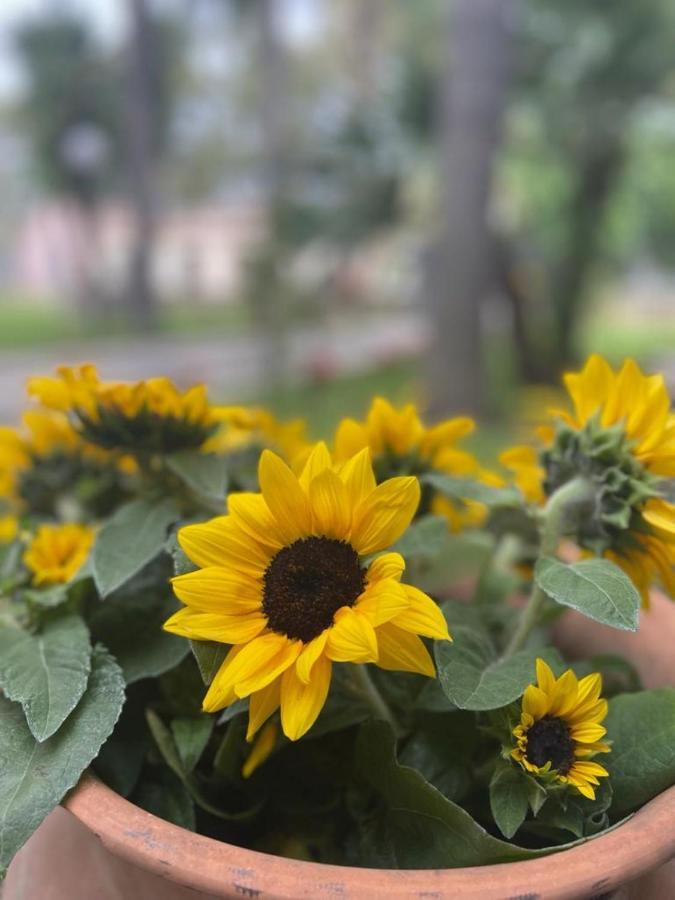 Oasi Park Hotel Mascali Luaran gambar
